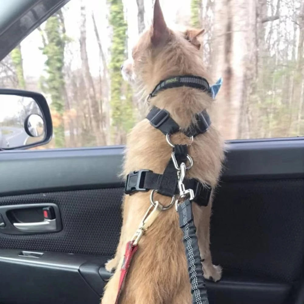 Ceinture de Sécurité Élastique Voiture pour Chien