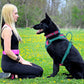 Harnais gilet Anti-traction en H pour Chien