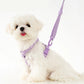 2 en 1 Harnais en Y et Laisse Pastel pour Petit Chien