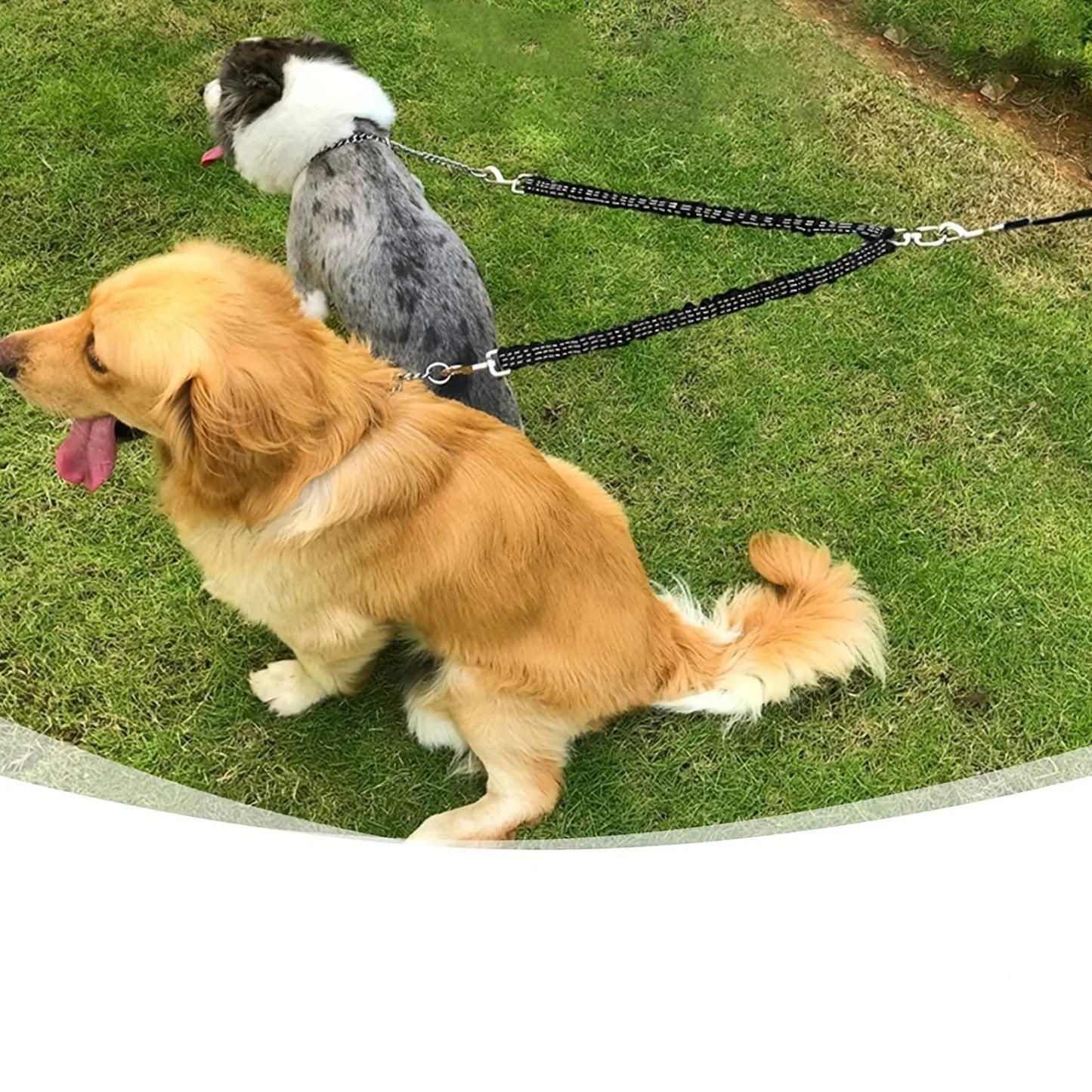 2 en 1 Laisse ou Double Rallonge Élastique Anti-Torsion pour Chien