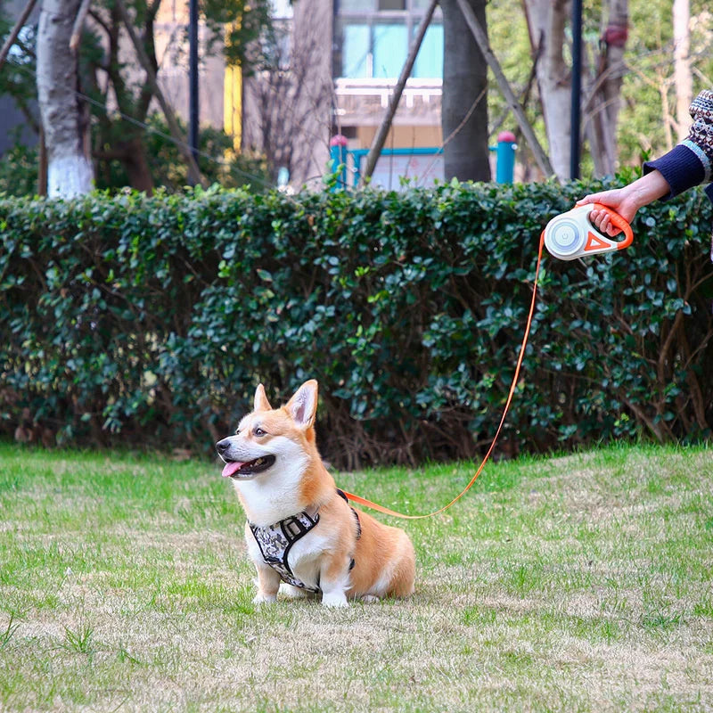 Laisse LED Enrouleur pour Chien