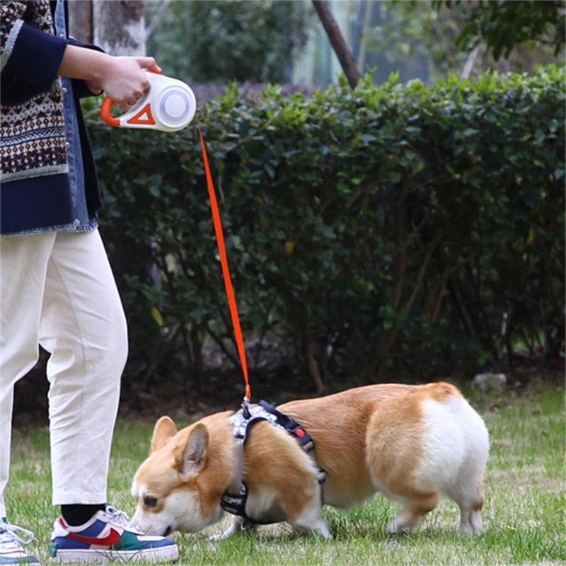 Laisse LED Enrouleur pour Chien
