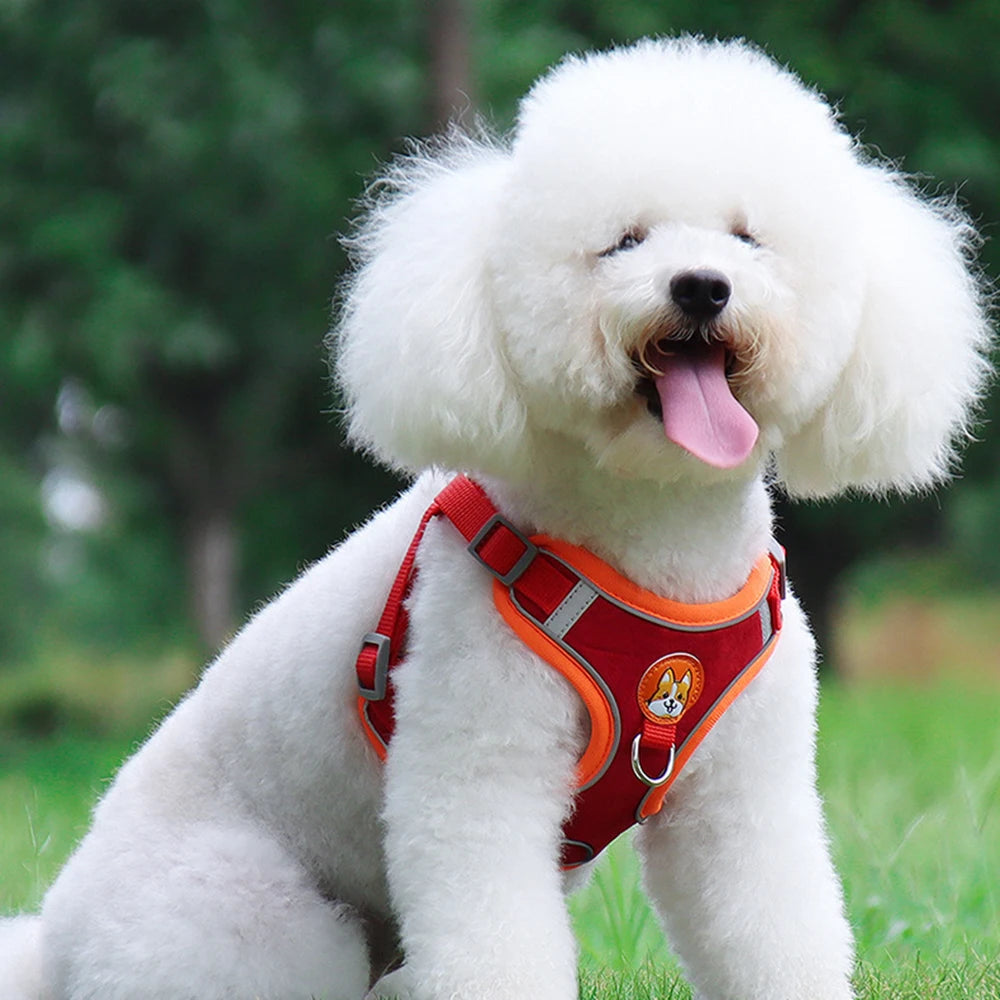 2 en 1 Harnais & Laisse Réfléchissant Anti-traction pour chien