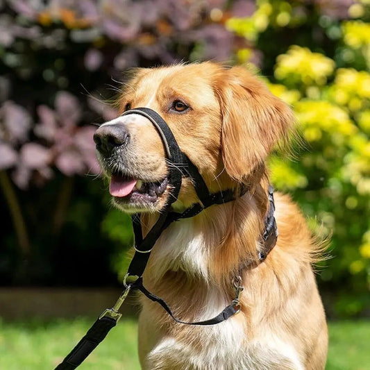 Harnais d'entraînement anti-traction pour Chien