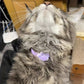 Collier Anti-Puces et Anti-Poux Réglable pour Chats et Chiens