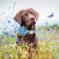 Collier Fleuri (fleur amovible) pour Chien