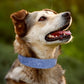 Collier en Simili Cuir Floral avec Doublure Respirante pour Chien