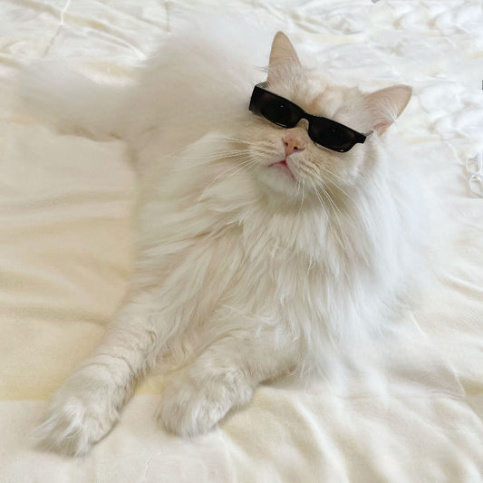 Lunettes Rectangulaires Noires ou Blanches pour Chats
