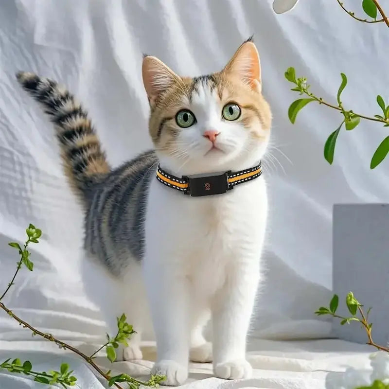 Collier GPS pour chat sans abonnement – Zéro frais mensuels