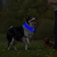 Collier lumineux Neon USB multicolore pour Chien