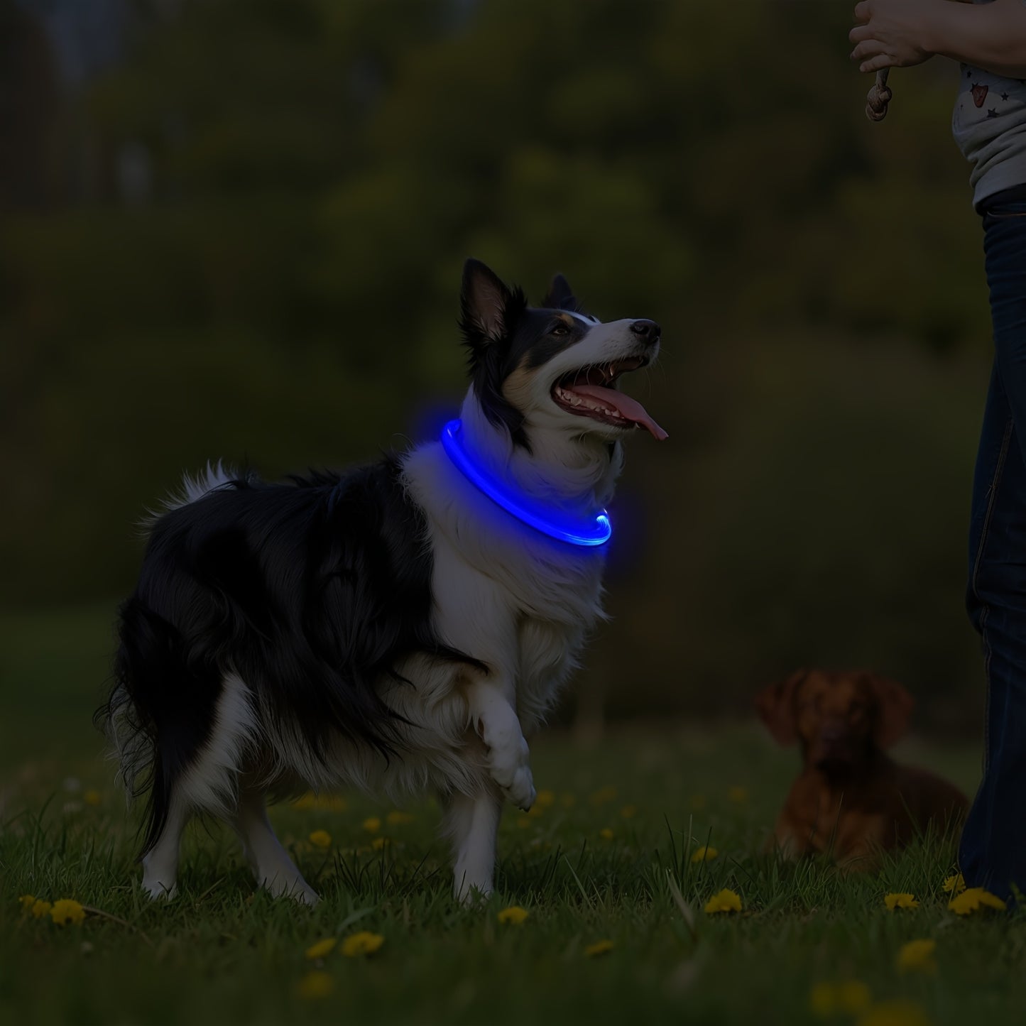 Collier lumineux Neon USB multicolore pour Chien