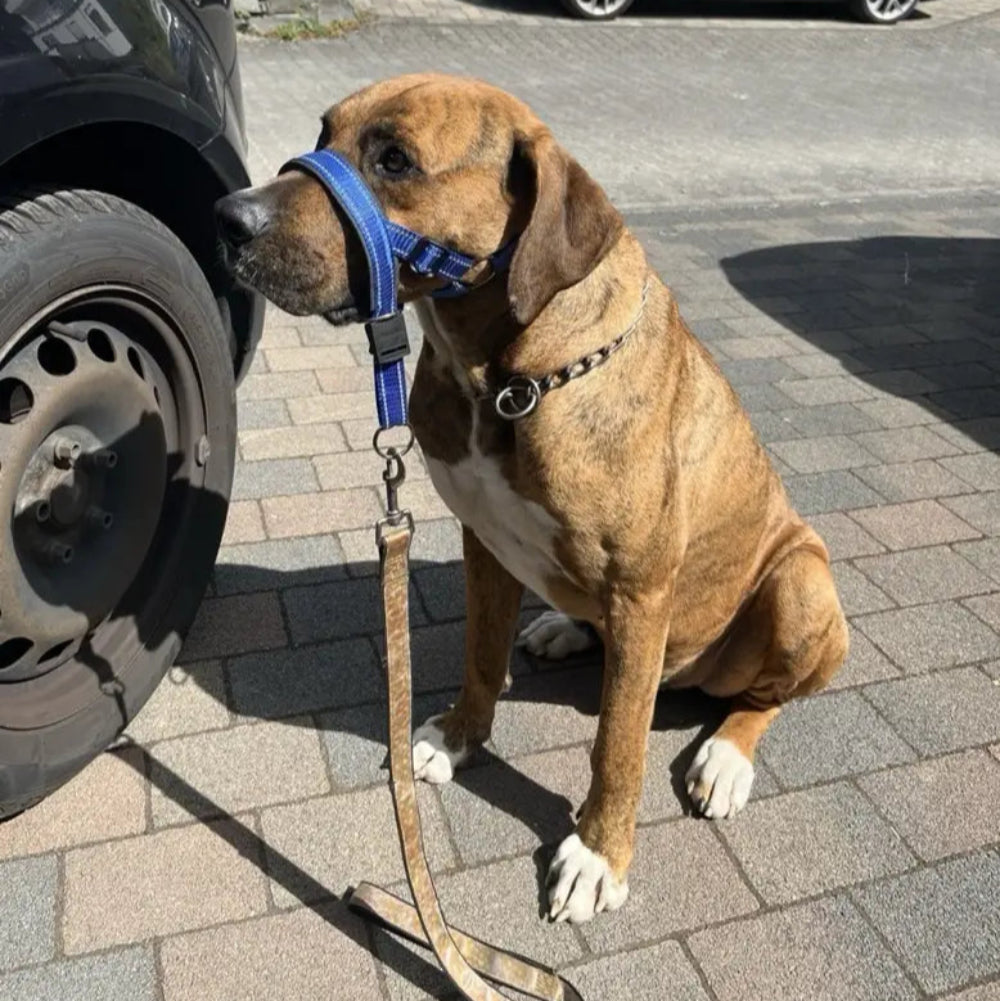 Muselière & Collier Réglable Confort pour Chien