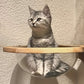 Hamac Mural en Bois avec Capsule Transparente pour Chat