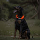 Collier lumineux Neon USB multicolore pour Chien