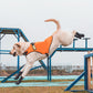 Chaussures Antidérapantes Respirantes pour Chien – Lot de 4