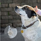 Médaille Patte colorée pour collier de Chien