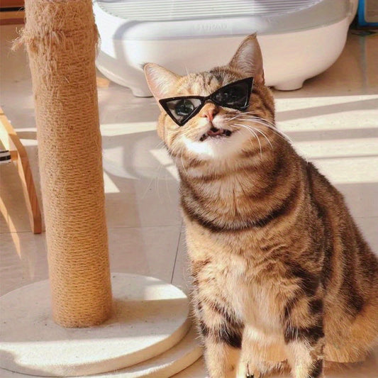 Lunettes Triangle Stylées pour Chats et Petits Chiens
