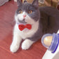 Friandise Murale au Catnip pour Chats