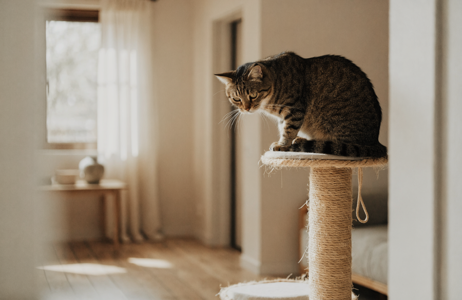 Un chat tigré assis sur la plateforme haute d'un arbre à chat en sisal, observant la pièce