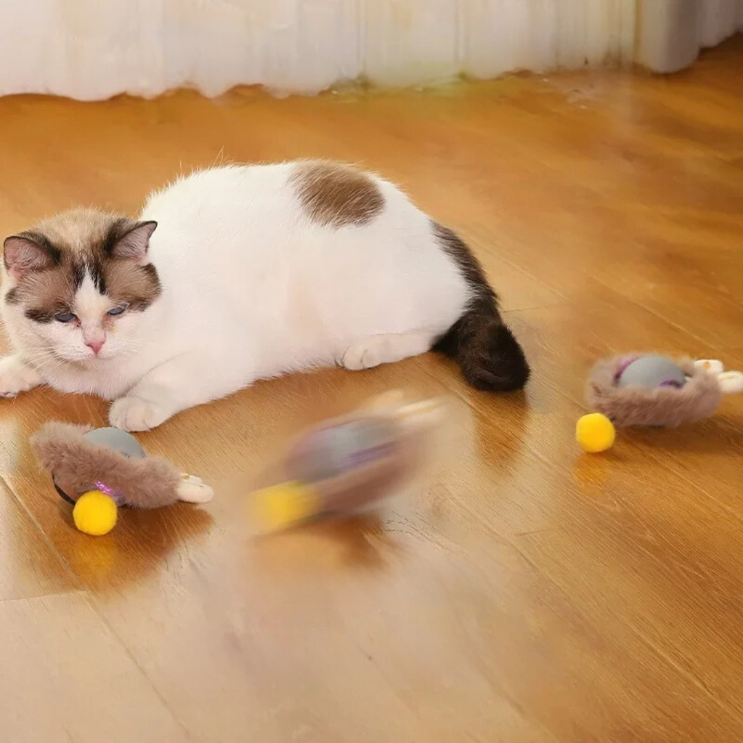 Balle interactive avec queue pour chat – Jeu stimulant et instinctif