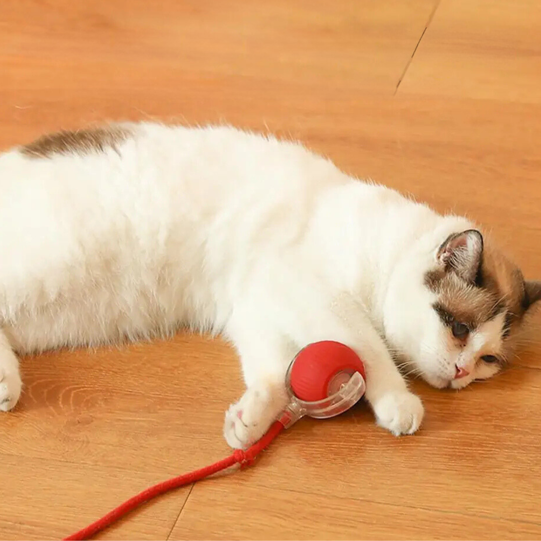 Balle interactive avec queue pour chat – Jeu stimulant et instinctif