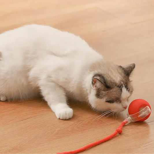 Balle interactive avec queue pour chat – Jeu stimulant et instinctif